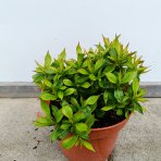 Vajgela kvetnatá (Weigela florida) ‘PICOBELLA ROSA’® - výška 10-15 cm, kont. C2L